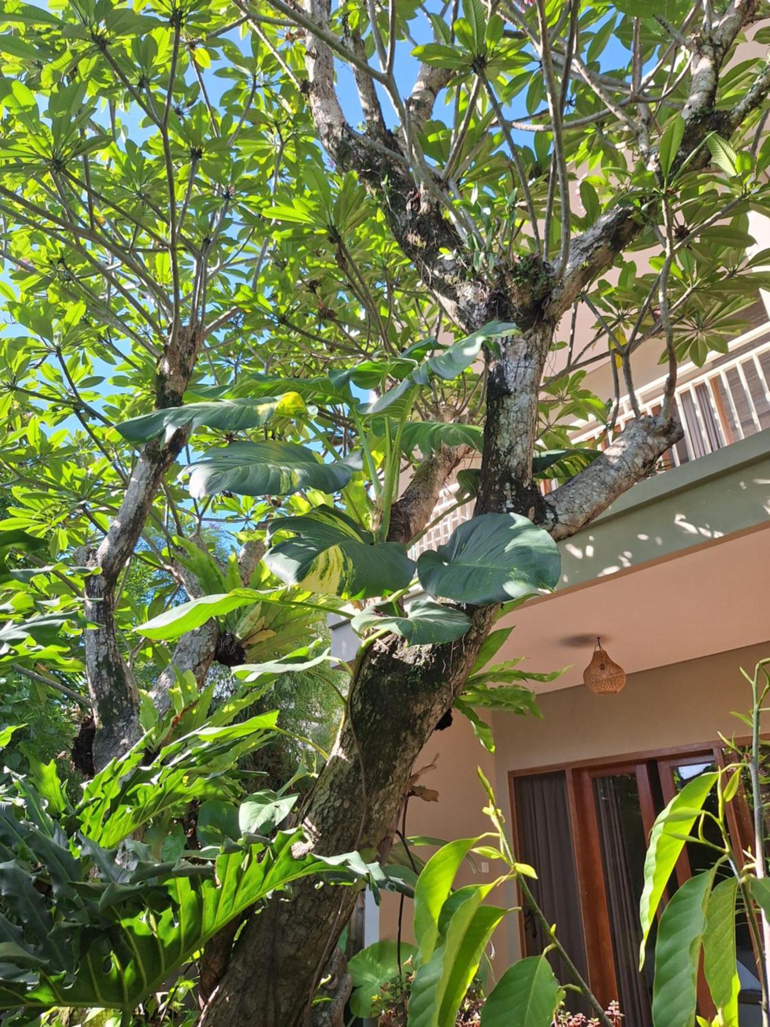 Kasapa Inn Ουμπούντ Εξωτερικό φωτογραφία